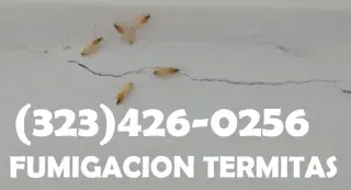 FUMIGACIONES COMEJEN ~ TERMITAS ~ POLILLAS