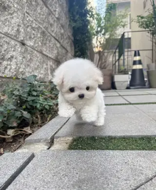 Adorables Cachorros Bichón Frisé en Venta