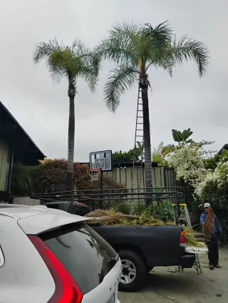 Sejarvicios Profesionales de Jardinería y Árboles