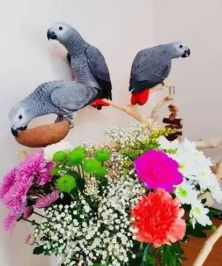 Loros grises africanos listos para un nuevo hogar