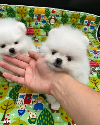 Adorables Cachorros Pomerania en Venta