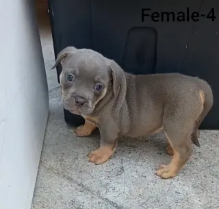 American Bully Puppies