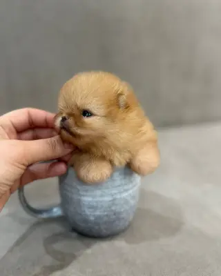 Adorable Cachorro Pomerania en Venta