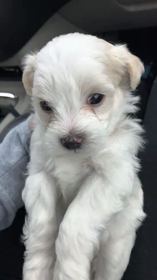 Hermoso Cachorro Maltés en Venta