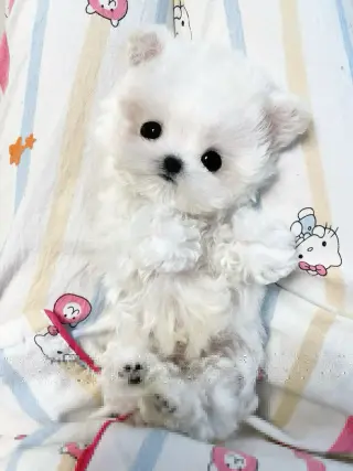 Hermosos Cachorro Maltipoo