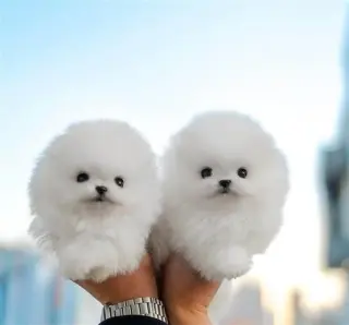 Adorable Cachorro Pomerania