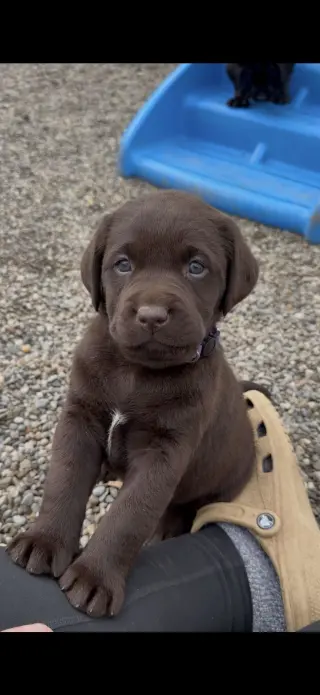 Cachorros de Labrador Retriever Amarillos Disponibles