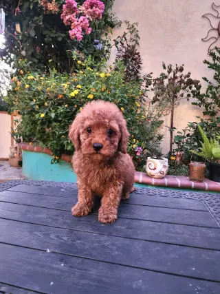 Mini Goldendoodles disponibles