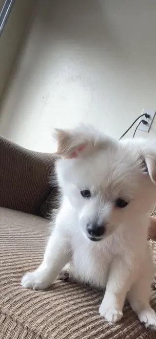Hermoso Cachorro en Venta – Muy Cariñoso