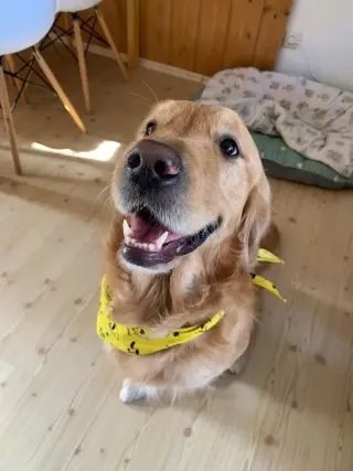 4 month old golden retriever boy (Muncie)