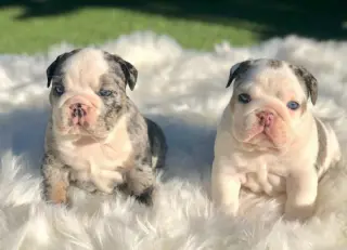 Cachorros de Bulldog Inglés en venta
