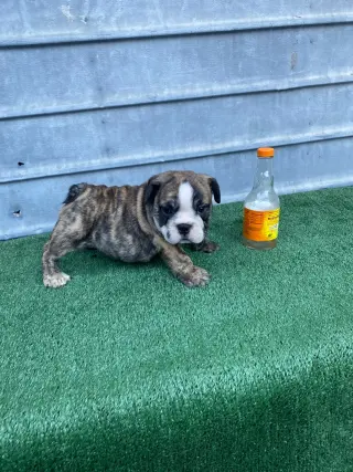 Mascotas