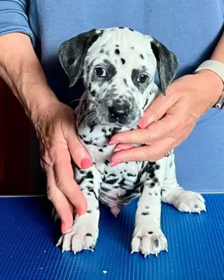 Cachorros Dálmata Macho Y Hembra