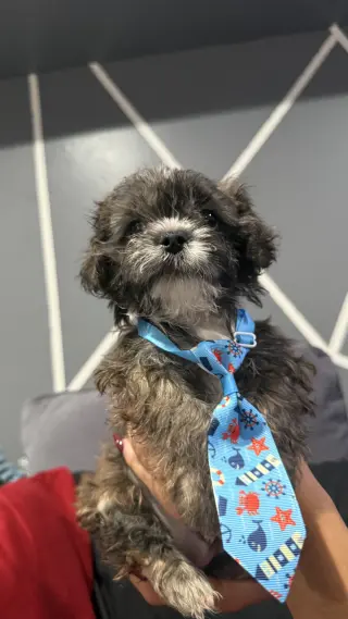 Perro’s Shih Tzu