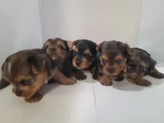 Yorkie small puppys