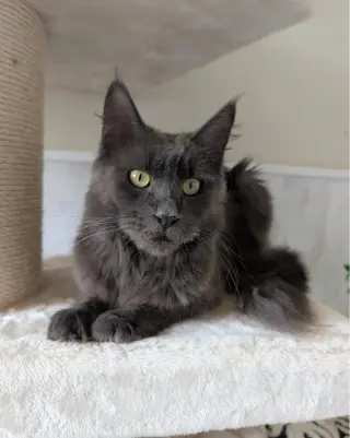 4 gatitos Maine Coon con pedigrí TICA