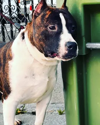 Amigables Pit Bulls Americanos en Adopción