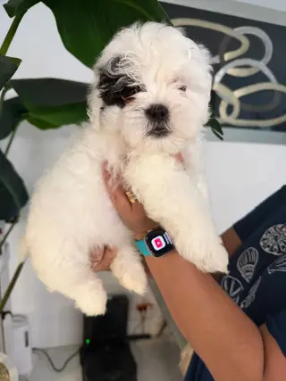 Shih Tzu Puppies – Ready for Their Forever Homes!