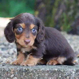 Tyler – Dachshund Puppies Puppy for sale