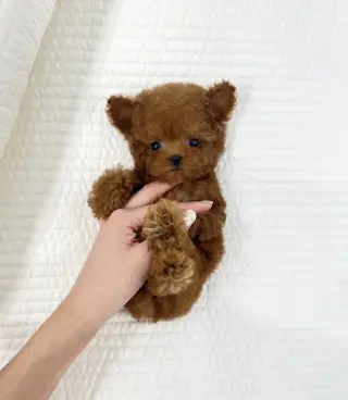 Teacup puppies available for adoption
