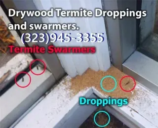 TERMITE TENT FUMIGATION OR LOCAL TREATMENT LOS ANGELES