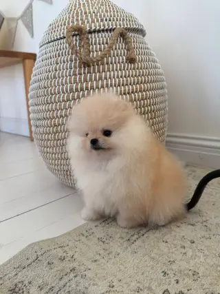 Adorable Cachorro Pomerania en Venta