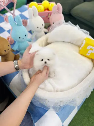 Pure breed puppies