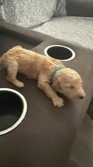 Adorables Cachorros Goldendoodle en Venta