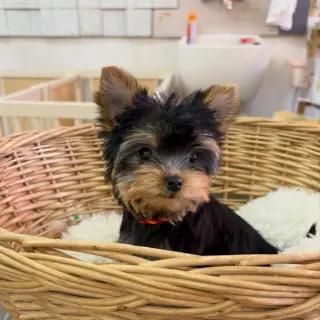 Adorable Yorkshire Terrier Puppies for Sale