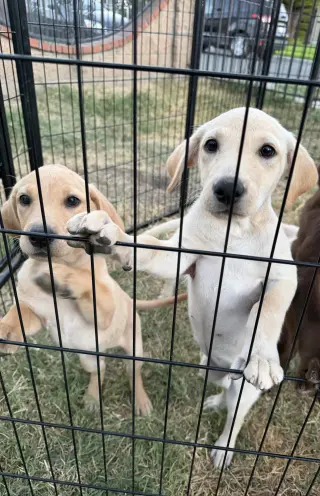 Labrador Retriever Puppys