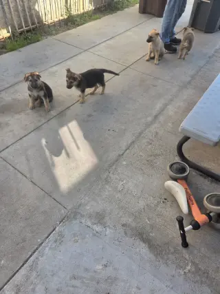Adorables Cachorros de Pastor Alemán en Adopción