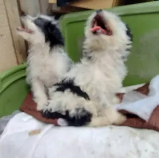 Mini Poodle y Terrier