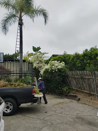 Sejarvicios Profesionales de Jardinería y Árboles