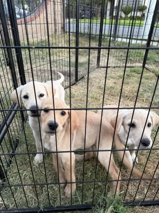 Labrador Retriever Puppys