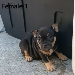 American Bully Puppies