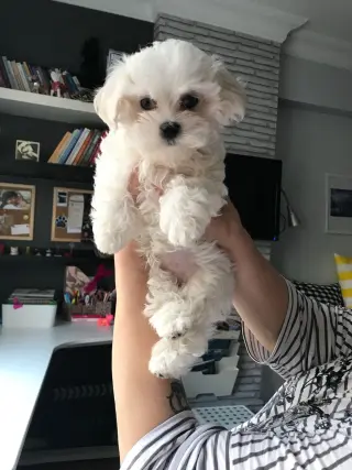 Hermoso Cachorro Maltés en Venta