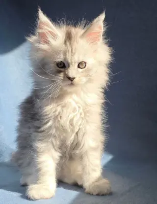 12 Week Old Maine Coon Kitten for Sale
