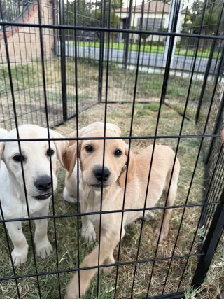 Labrador Retriever Puppys