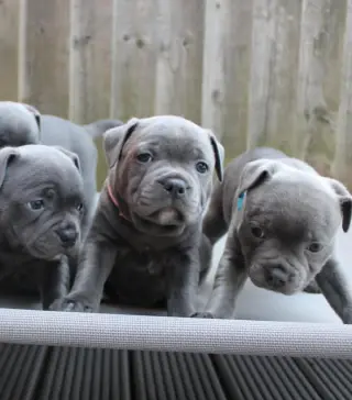 Adorables Cachorros Pitbull Marrones en Venta