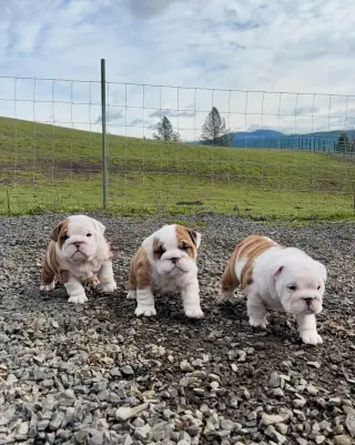 Adorables Cachorros Bulldog Inglés en Venta
