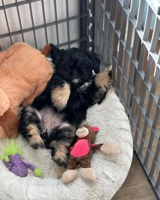 Adorable Cachorro Shih Tzu en Venta