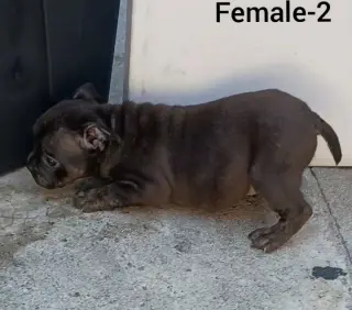American Bully Puppies