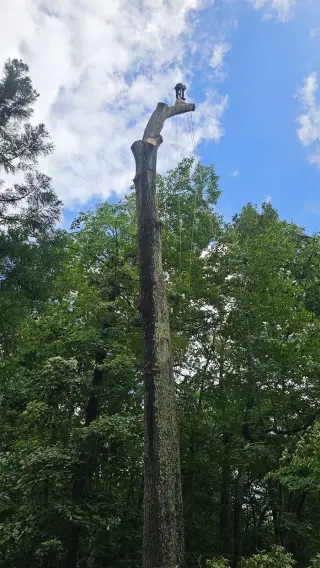 Tree Services