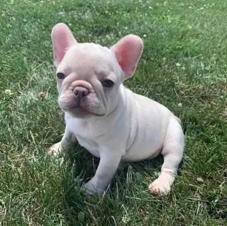 French bulldog puppies available for adoption