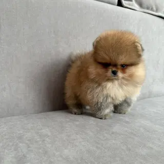 Adorable Cachorro Pomerania en Venta