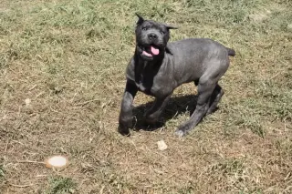 Cachorros de Cane Corso registrados