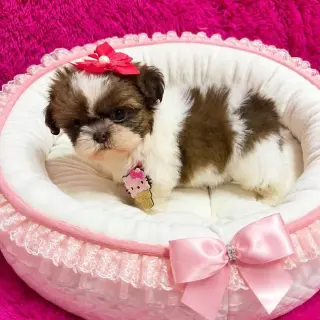 Hermoso Cachorro Shih Tzu en Venta