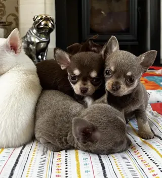 Chihuahua puppies for adoption
