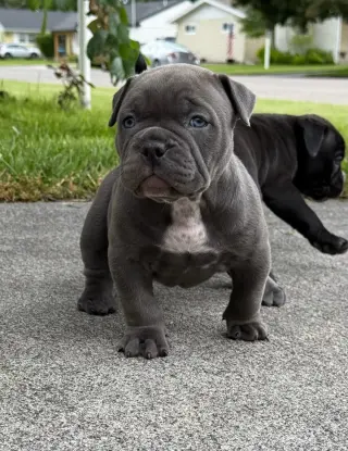 Adorable Cachorros Pitbull