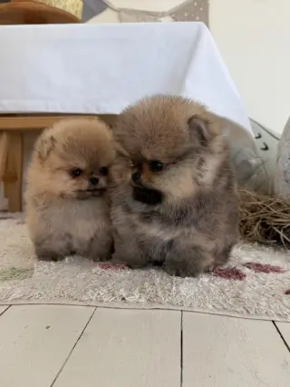 Adorables Cachorros Pomerania